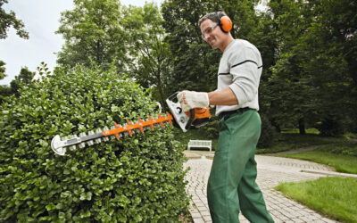 Comment tailler sa haie ?